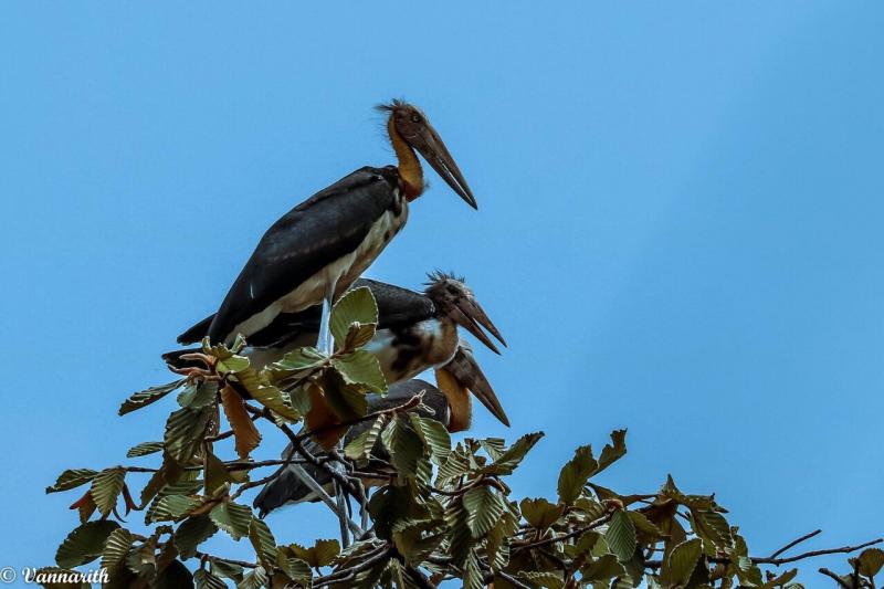 សហគមន៍អេកូទេសចរណ៌កោះសាមសិប